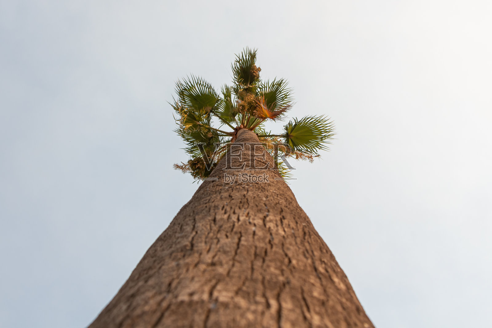 美丽的华盛顿罗布斯塔棕榈与大叶子是在蓝色的天空背景照片摄影图片