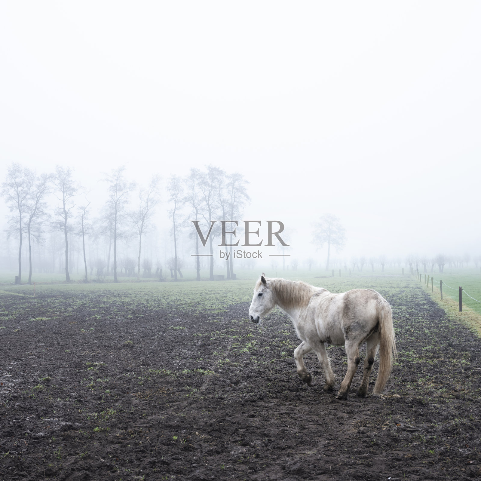 荷兰veenendaal附近雾蒙蒙的冬季田野里的白马照片摄影图片
