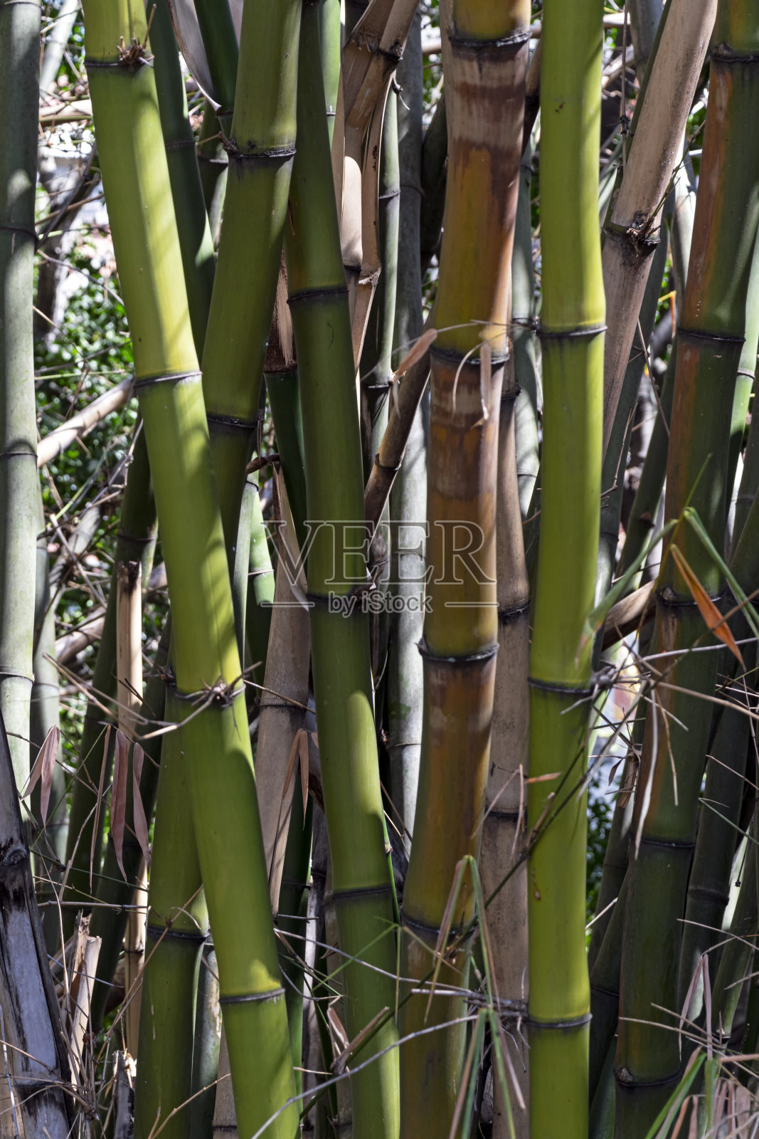 观赏竹叶和竹干。照片摄影图片