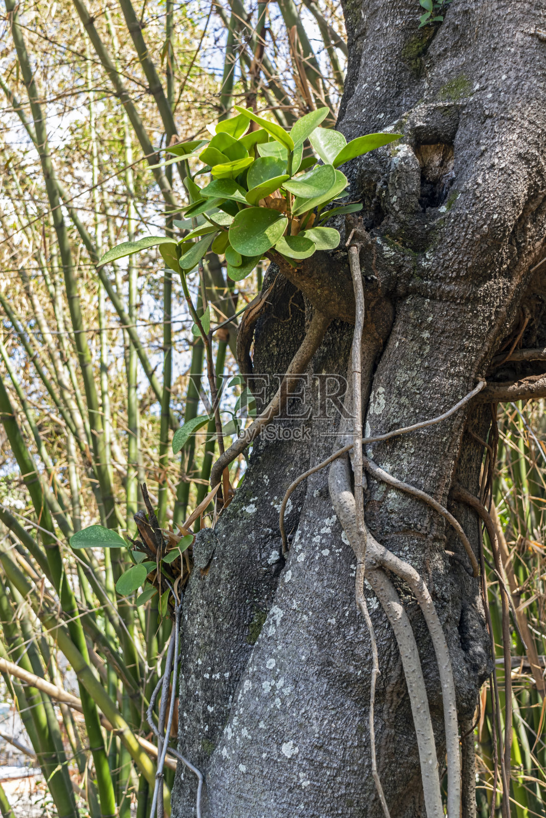 一个树干的视图照片摄影图片