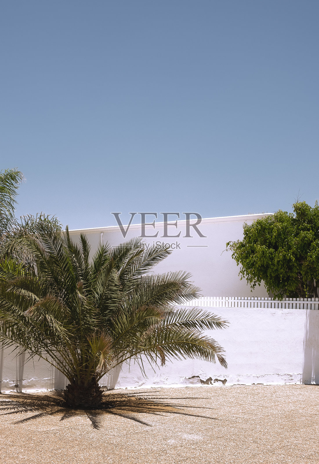 棕榈树和蓝天时尚的热带壁纸。加那利岛。旅游的概念照片摄影图片