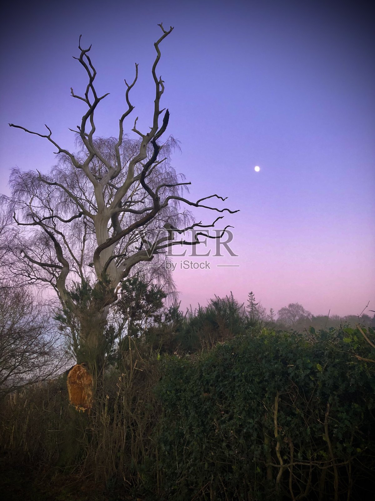 在英格兰莱斯特郡布拉盖特公园，太阳正落在古老的橡树和史前岩石上照片摄影图片