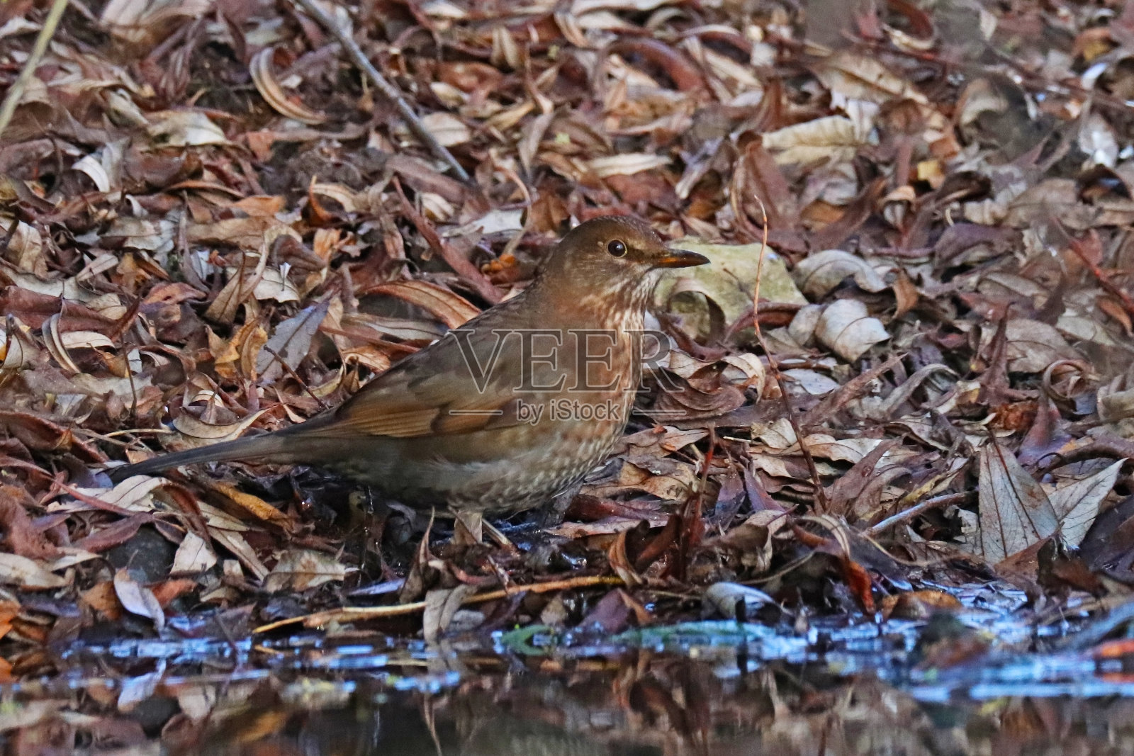普通黑鸟。照片摄影图片