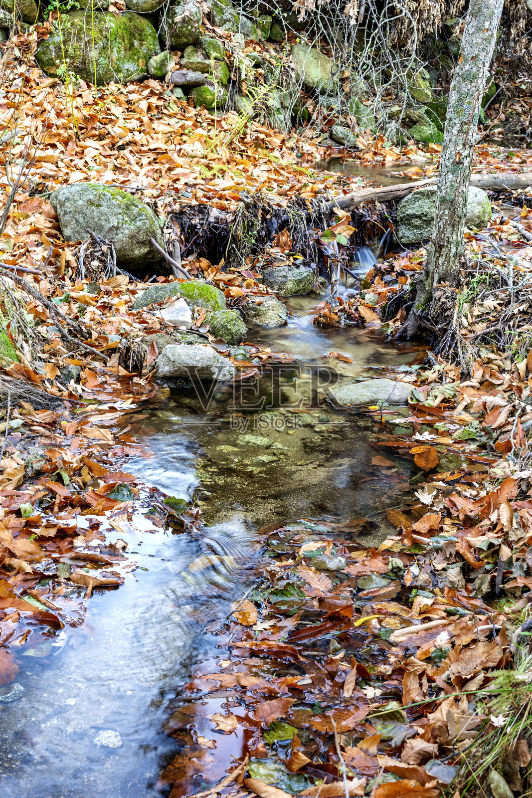 小溪在栗树的秋天。盒子。阿维拉。西班牙。照片摄影图片