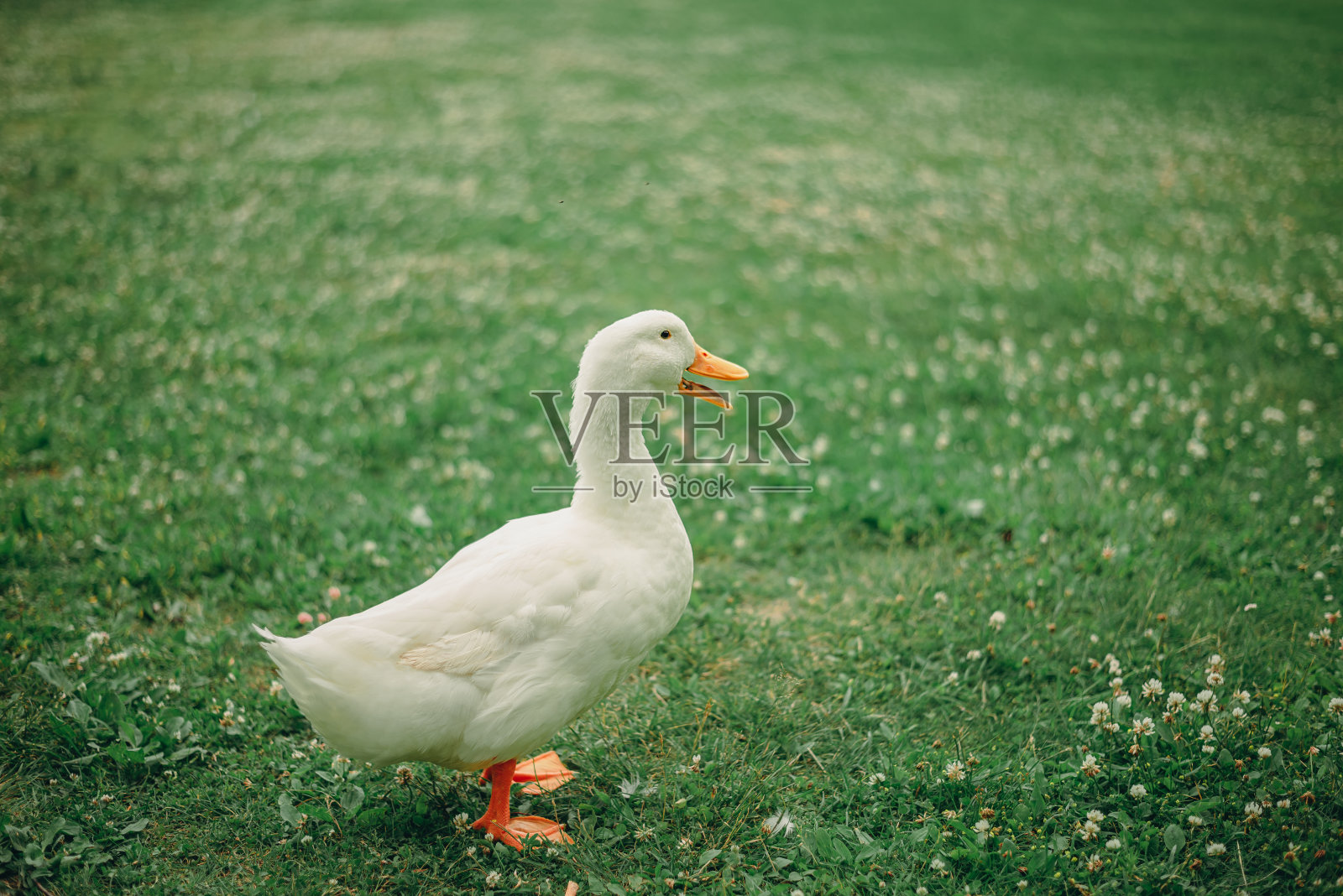 一个白色的鸭子照片摄影图片