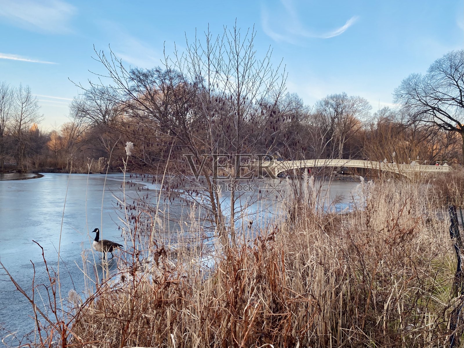 冬天照片摄影图片
