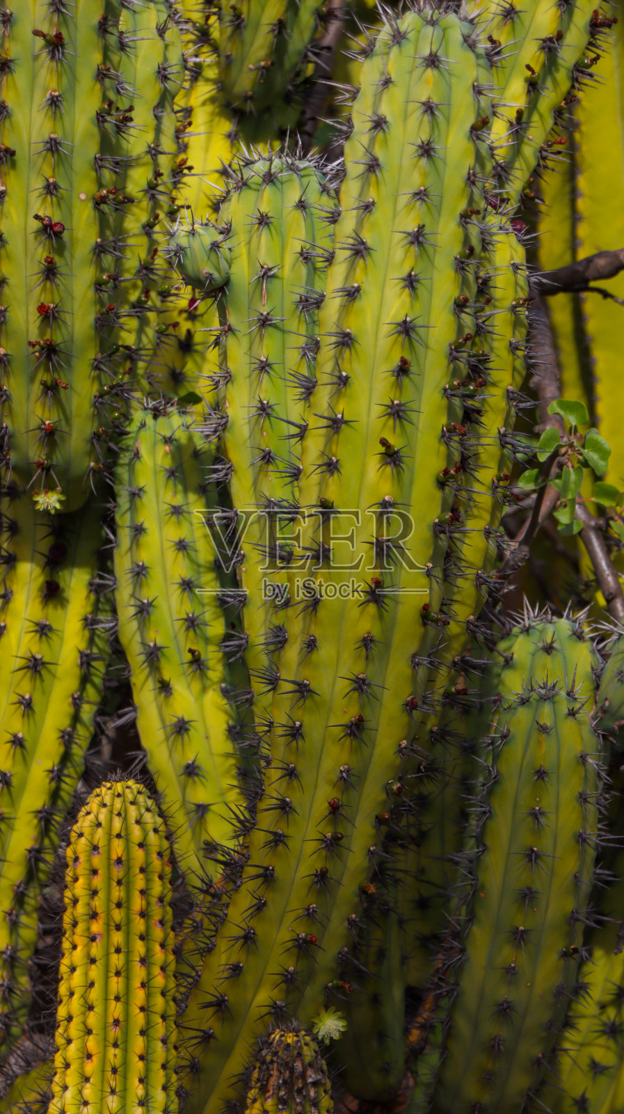 仙人掌照片摄影图片