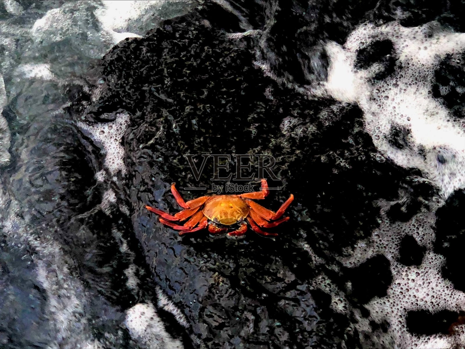 加拉帕戈斯群岛照片摄影图片