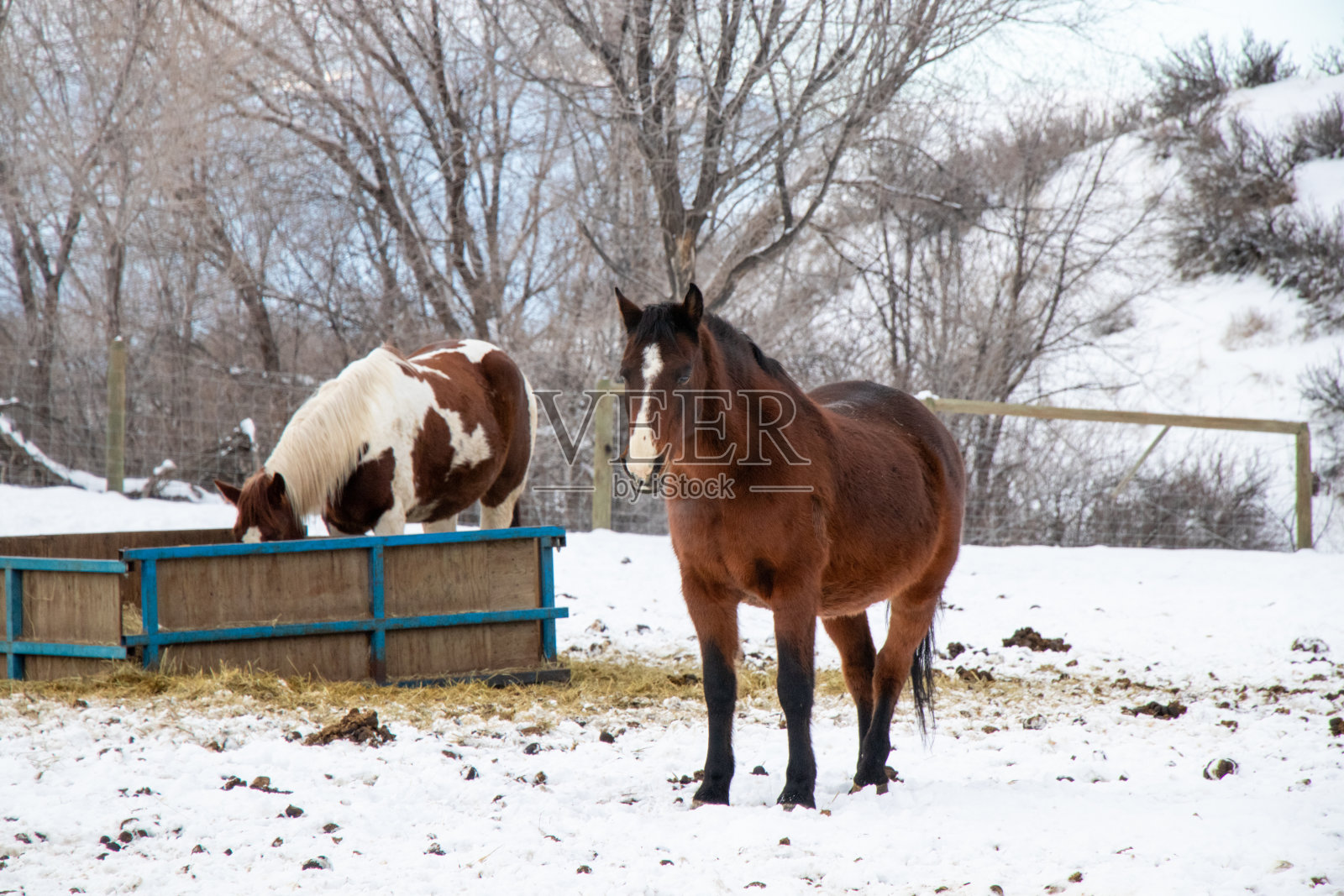冬季牧场里的两匹马照片摄影图片