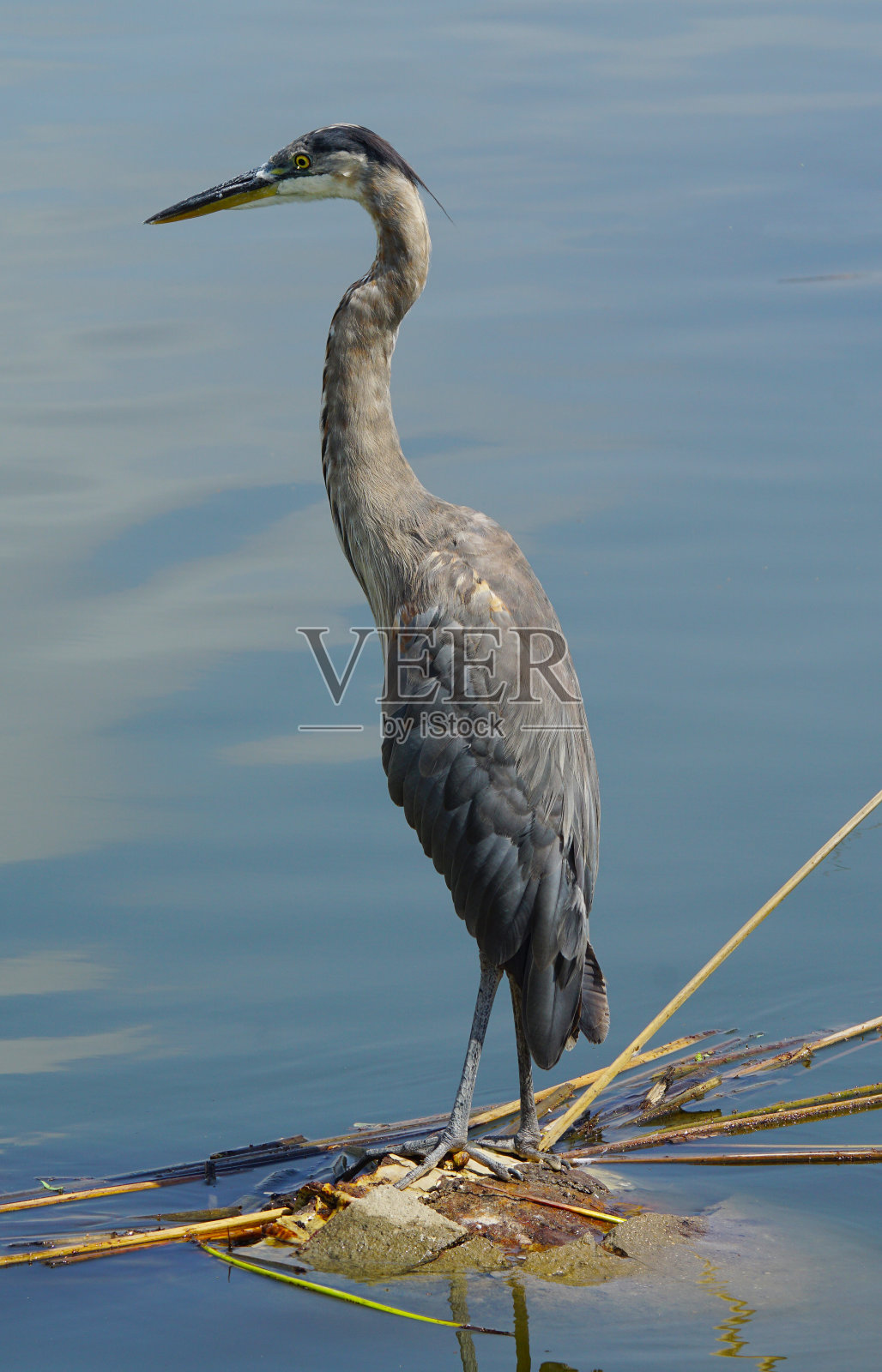 站在海岸线上的大蓝鹭照片摄影图片