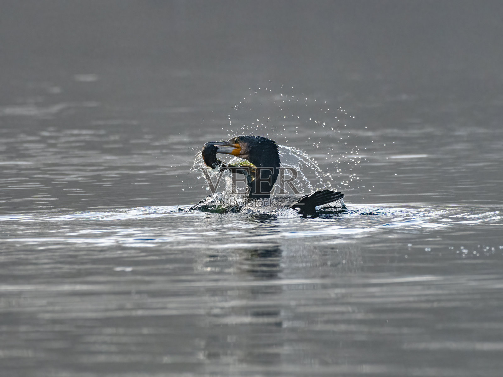 一只鸬鹚，Phalacrocorax carbo在湖上觅食。照片摄影图片