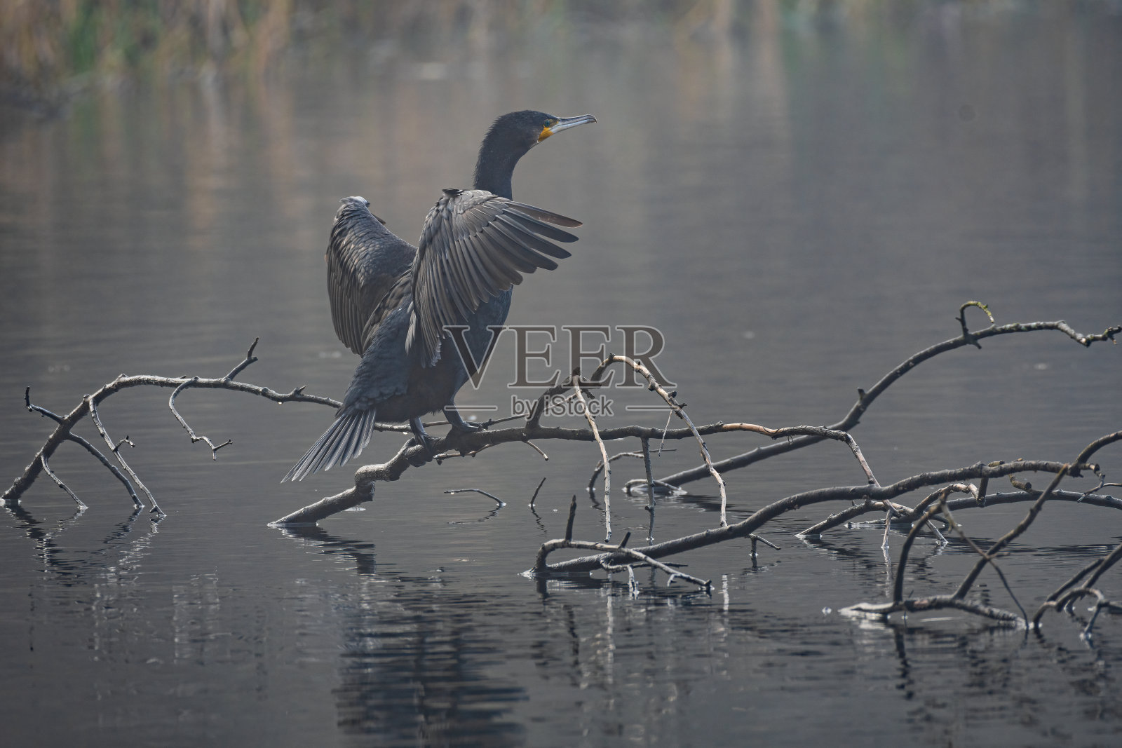 一只鸬鹚，Phalacrocorax carbo栖息在树枝上晾干它的翅膀。照片摄影图片