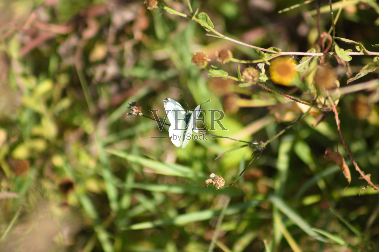 卷心菜白蝴蝶在一个植物特写视图与选择性焦点的前景照片摄影图片