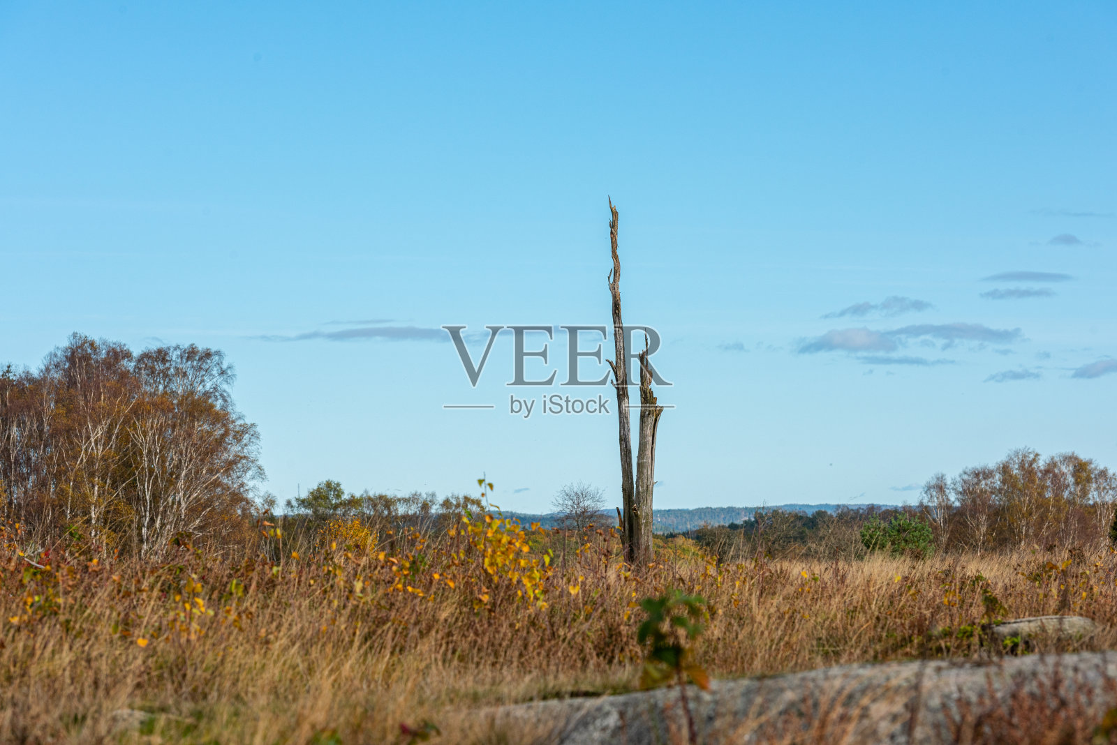 在秋天的旷野上，一棵孤零零的树的残骸。照片摄影图片
