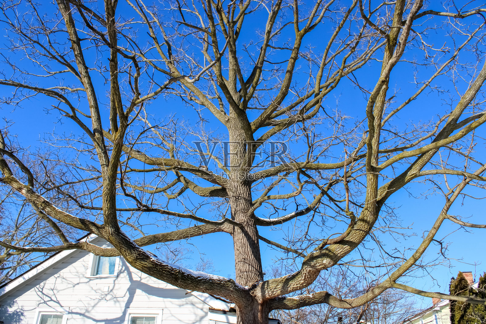 加拿大安大略省，尼亚加拉湖上的冬季树照片摄影图片
