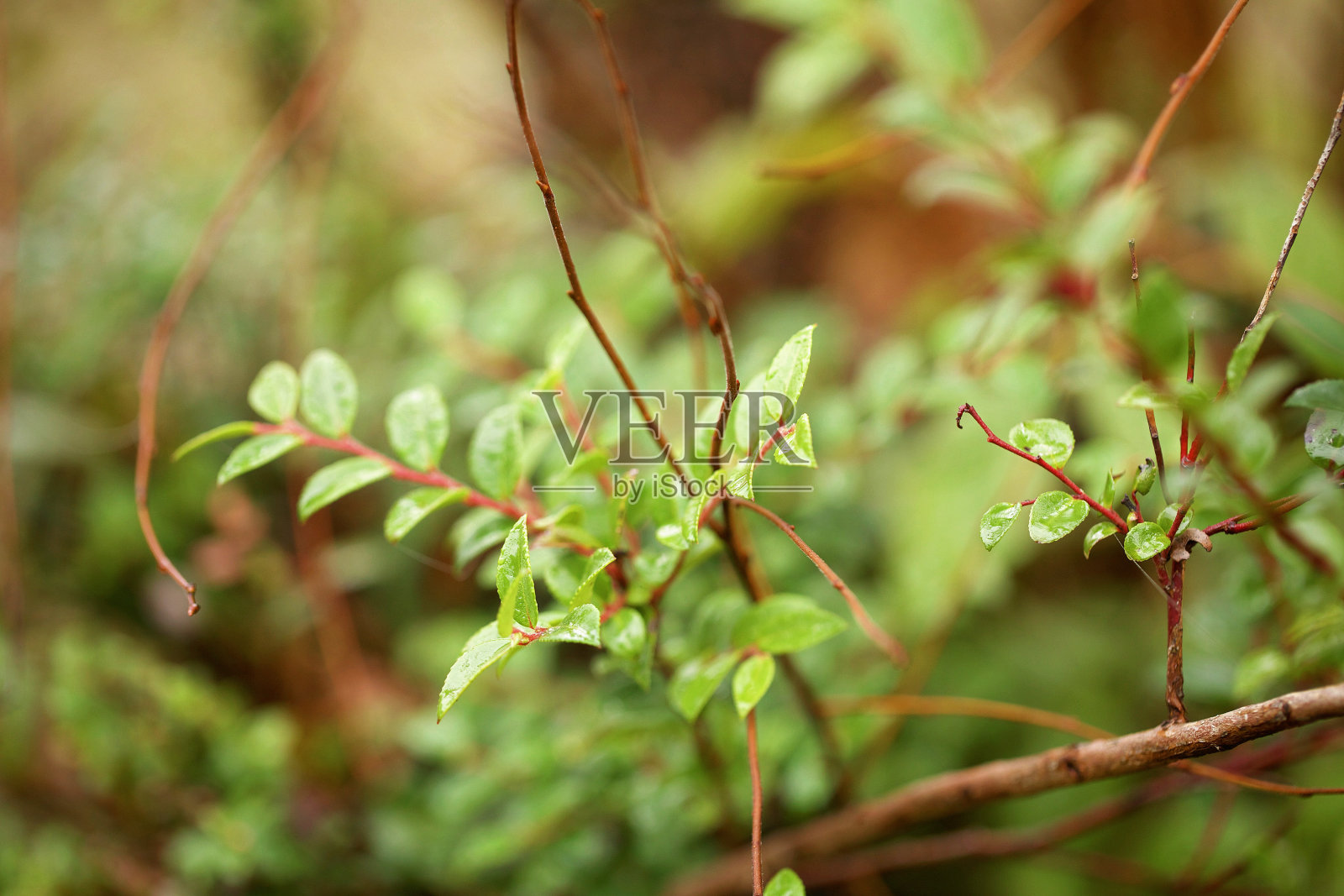 布什沙龙白珠树照片摄影图片