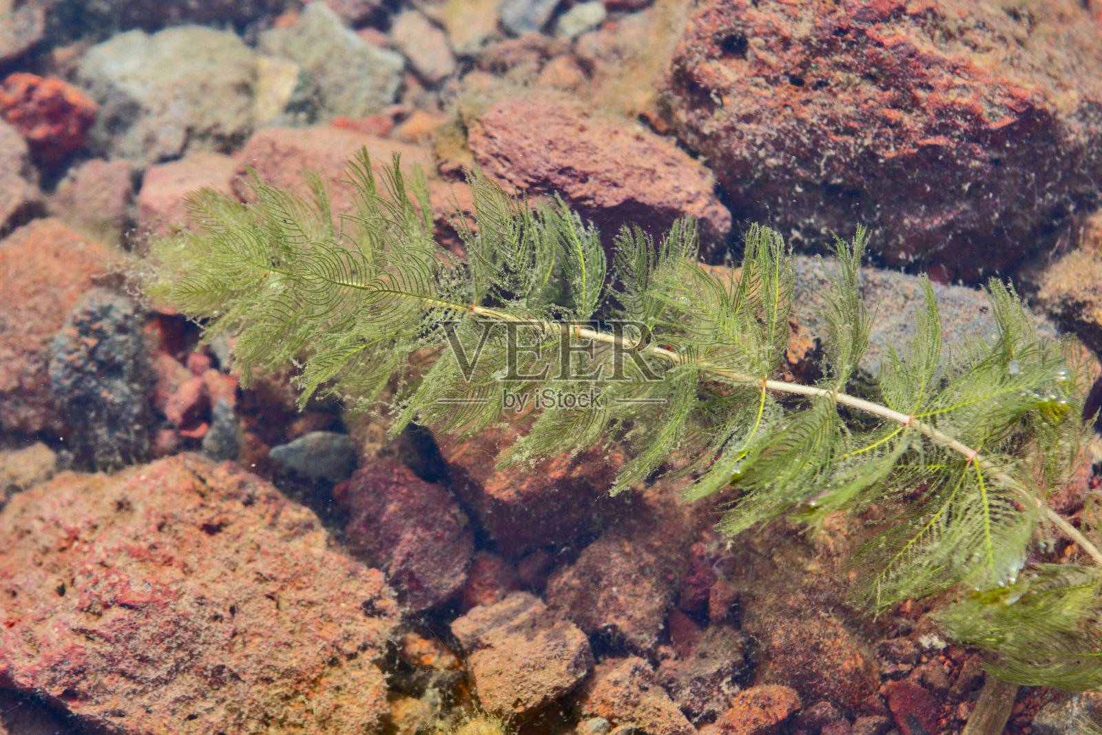 乔治亚州的卡西湖照片摄影图片