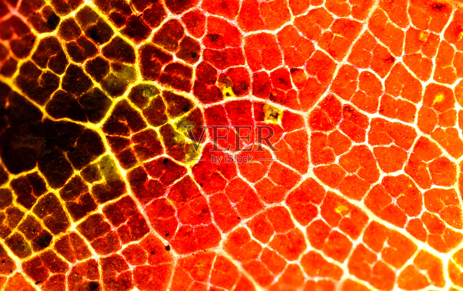 秋叶,微照片摄影图片