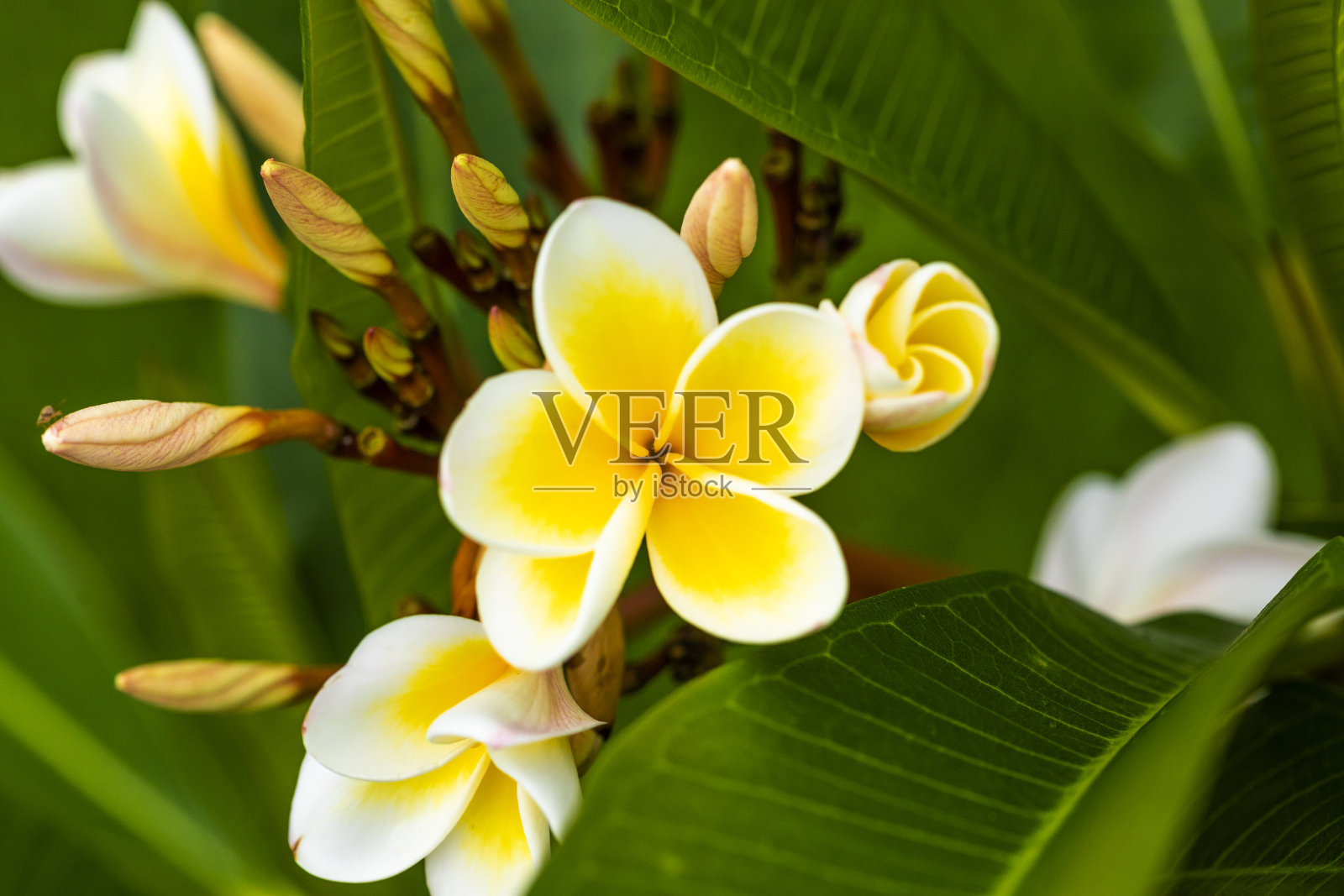 鸡蛋花的特写照片摄影图片