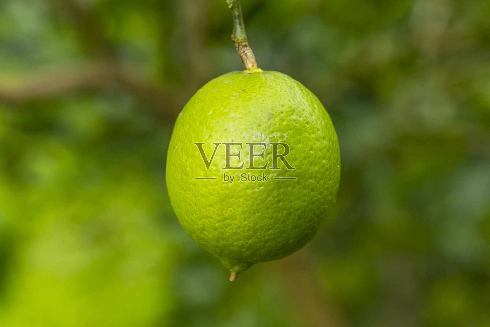 一个酸橙水果在树上的特写照片摄影图片