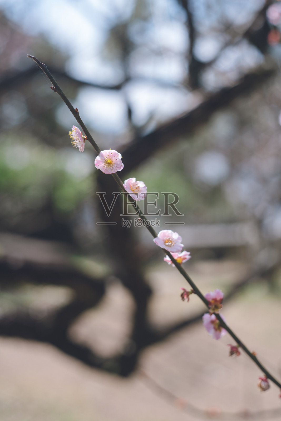 外面的园子里开着梅花照片摄影图片