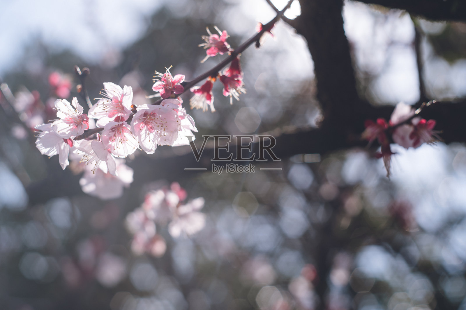 外面的园子里开着梅花照片摄影图片