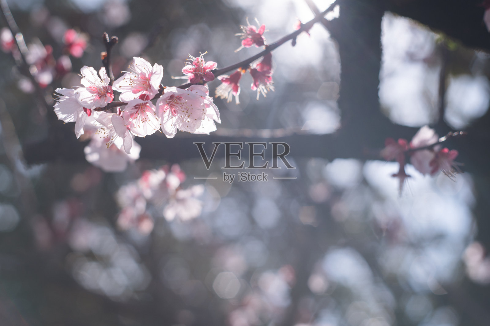 外面的园子里开着梅花照片摄影图片