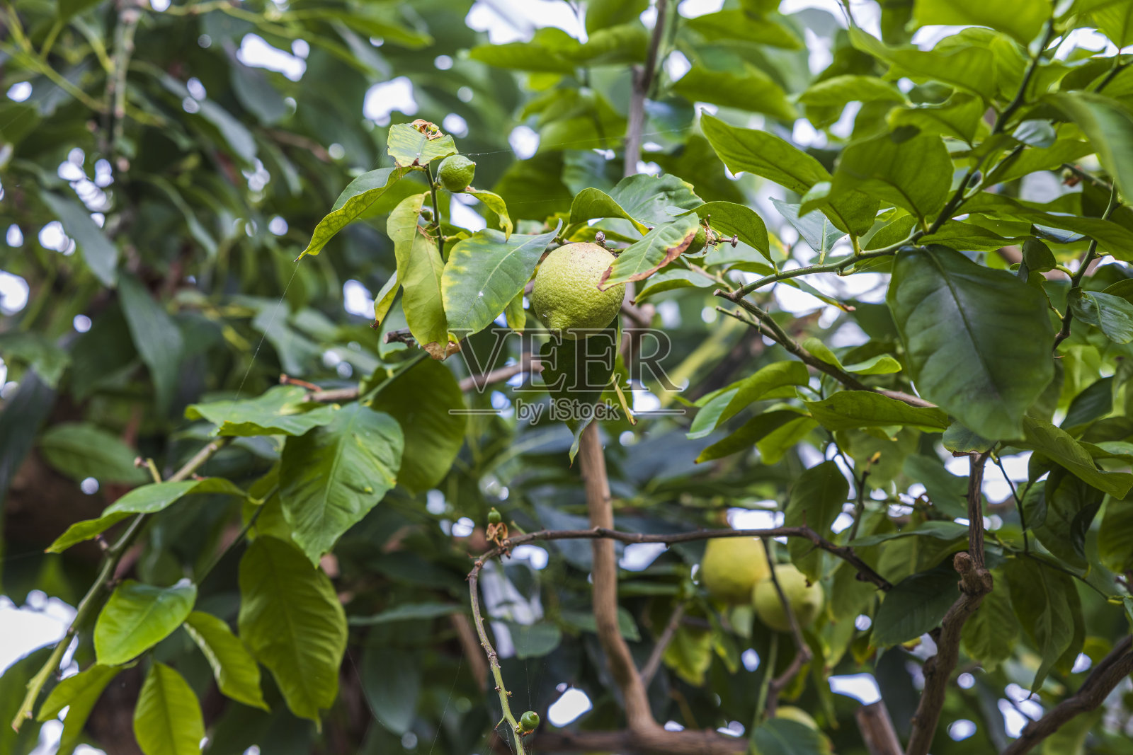 柠檬树果实的近景。美丽的绿色自然背景。瑞典。照片摄影图片