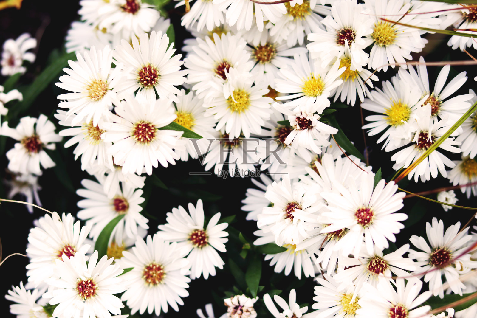 花照片摄影图片