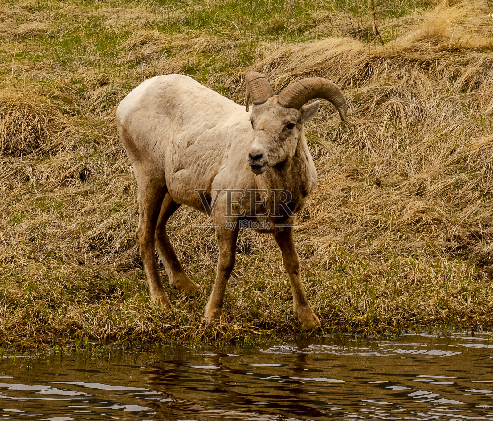 大角羊照片摄影图片