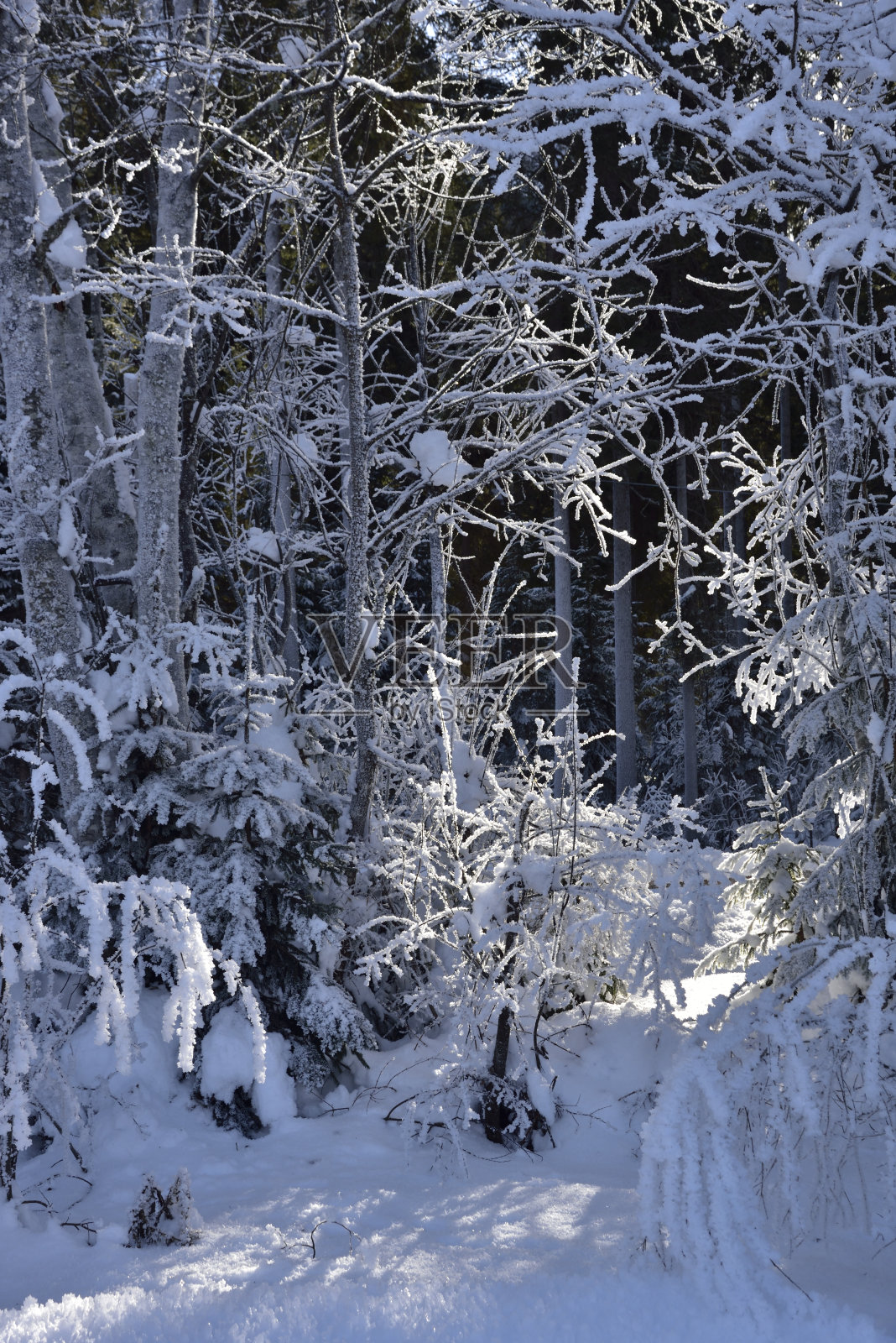 意大利圣斯特凡诺迪卡多雷，白云石山脉的雪山森林照片摄影图片
