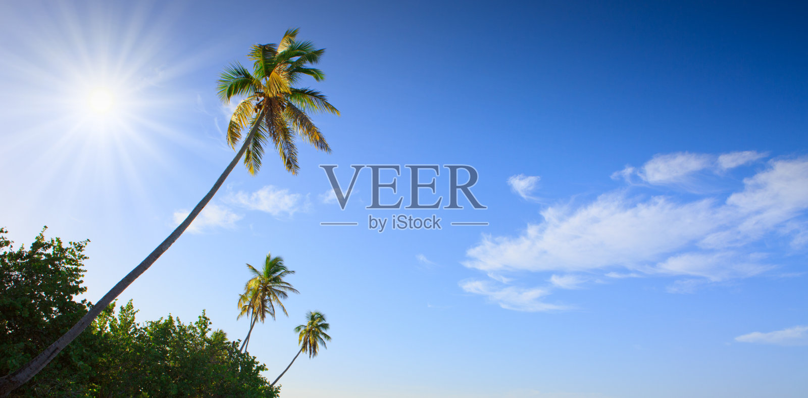 蓝天上的椰子树，白云，阳光。照片摄影图片