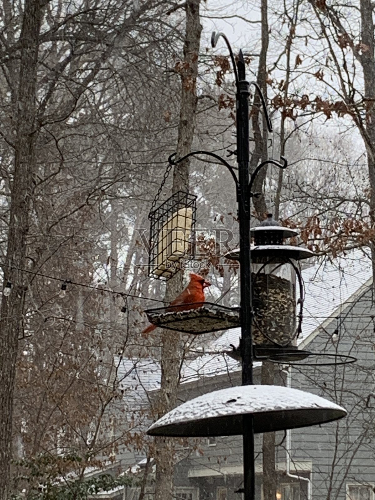 红衣主教的第一场雪照片摄影图片
