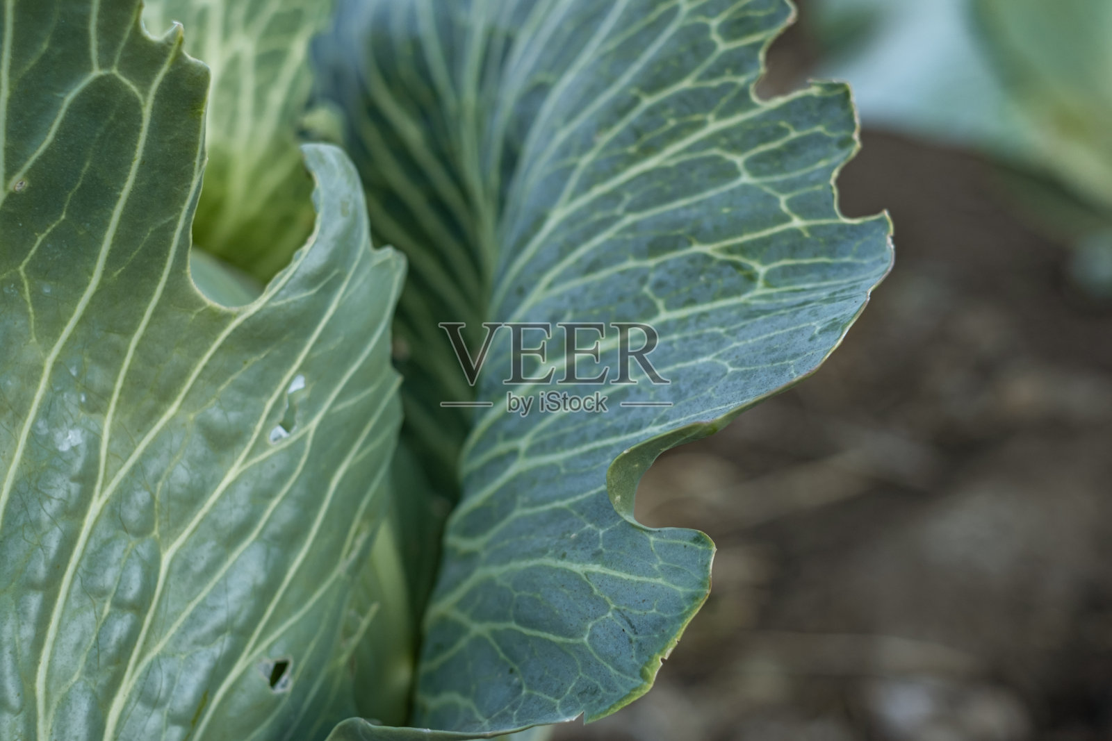 生鲜青菜纹理和背景，在黑暗的背景上俯视图，选择焦点。照片摄影图片