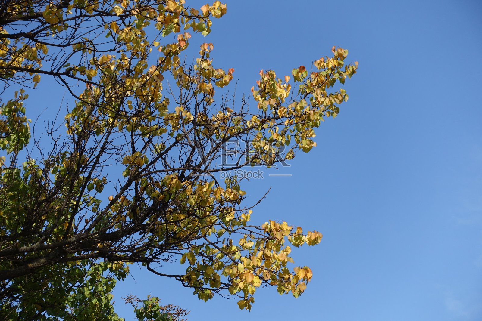 10月，湛蓝的天空，秋叶飘零的杏树枝头照片摄影图片