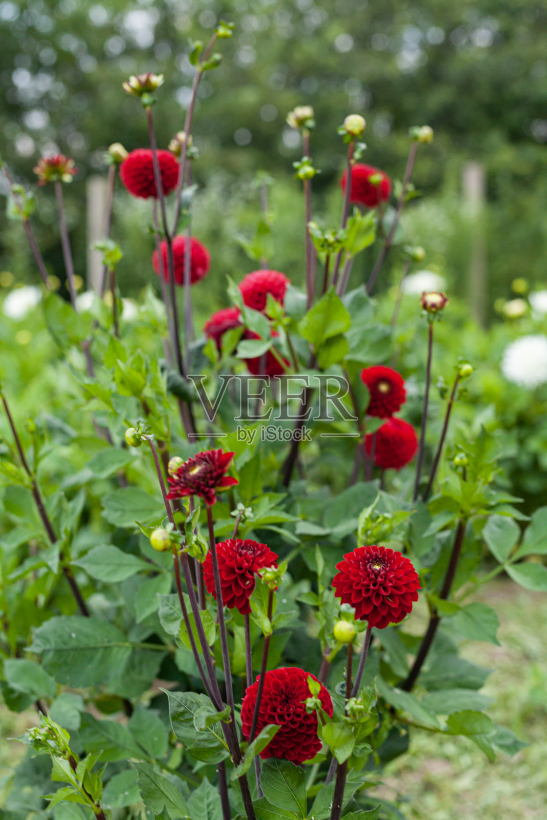 花园里的红色大丽花照片摄影图片