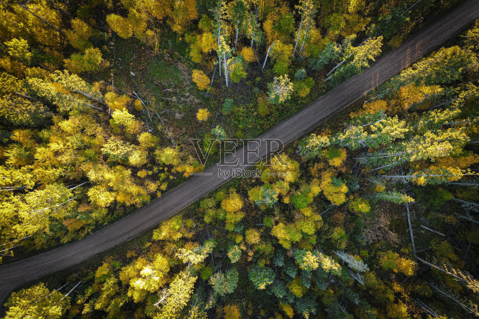 秋天的森林笔直地向下看照片摄影图片