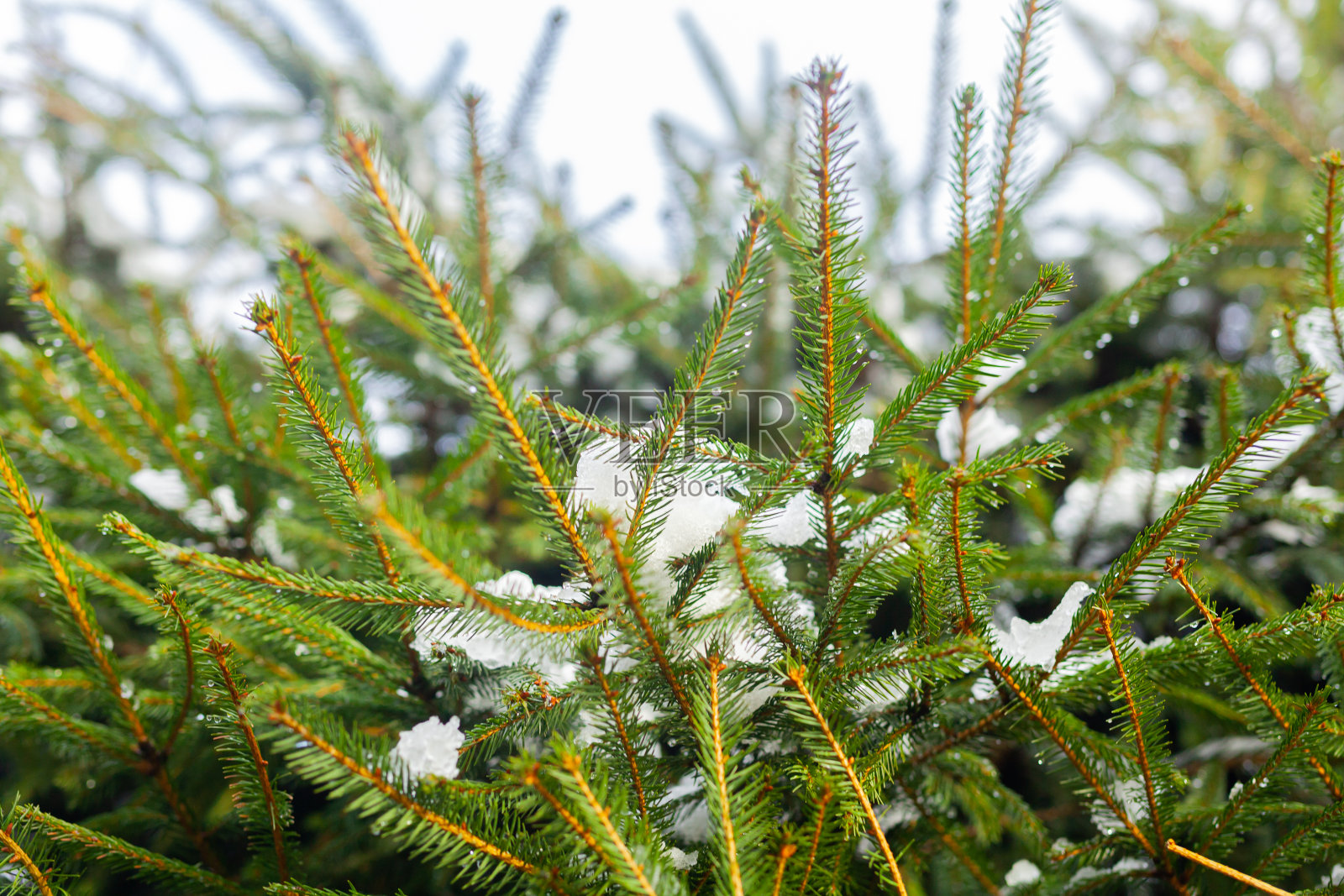 冬天，水珠落在绿色的针叶树枝上，靠近点照片摄影图片