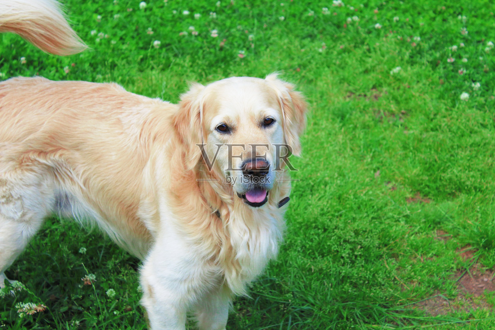 金毛寻回犬走在街上。特写镜头。背景。照片摄影图片