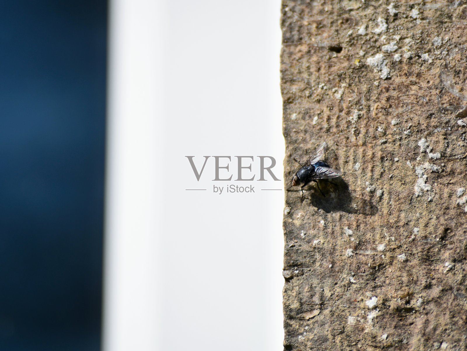 在墙上飞照片摄影图片