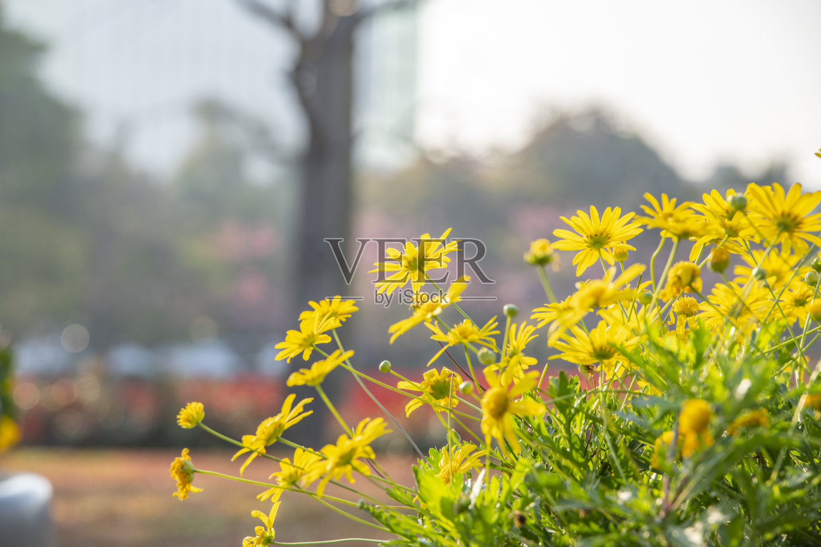 公园里鲜花盛开照片摄影图片