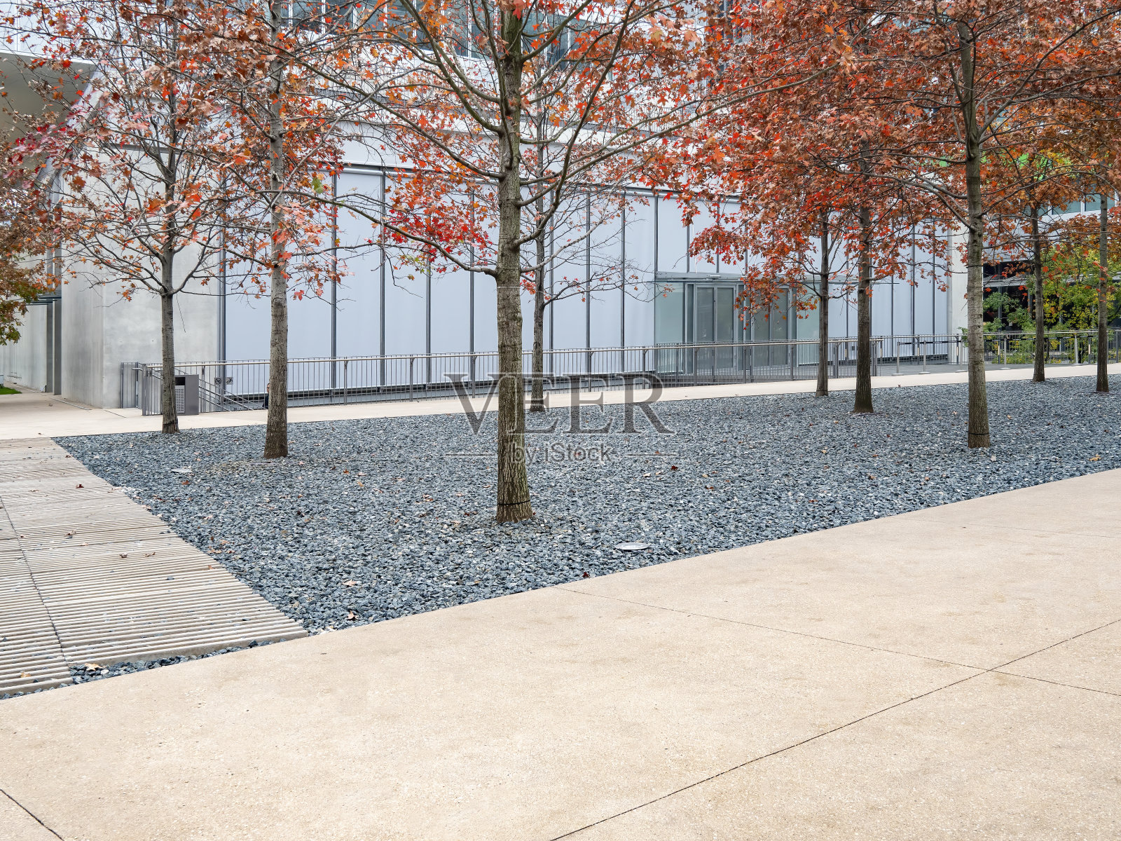 中国杭州商务区的现代建筑和公园里种植的红枫照片摄影图片