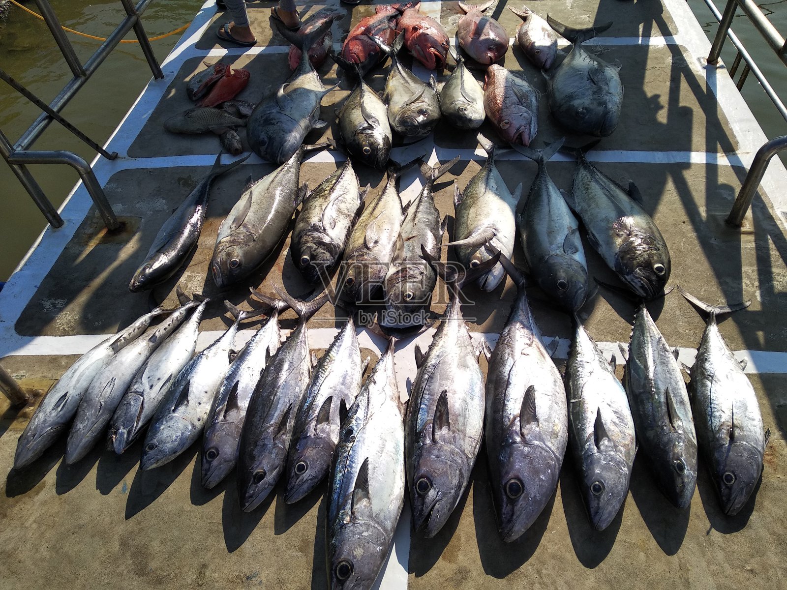 在印度尼西亚海上捕鱼时捕获的金枪鱼照片摄影图片