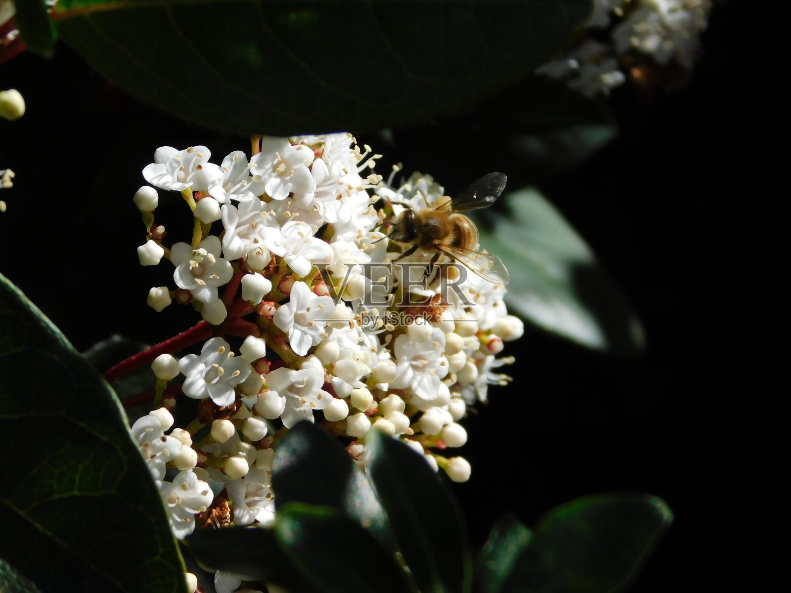 蜜蜂在荚莲属的植物照片摄影图片