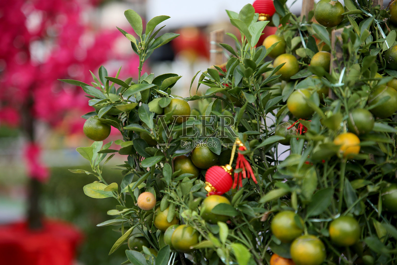 春节庆祝活动照片摄影图片