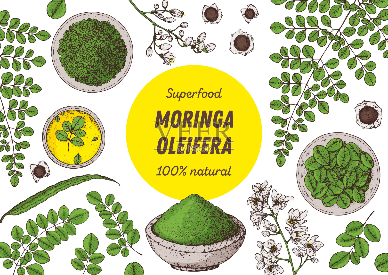 辣木手绘插图。有机健康食品。辣木叶，植物，粉末，种子，油。超级食物辣木手绘套装。矢量插图。插画图片素材