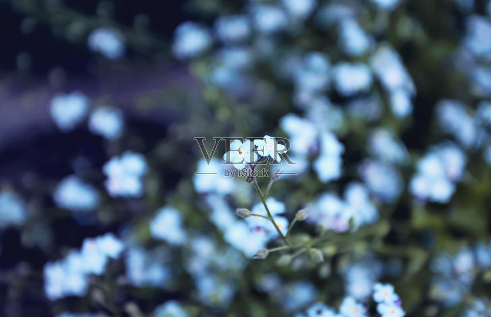 小蓝勿忘我在绿叶间照片摄影图片