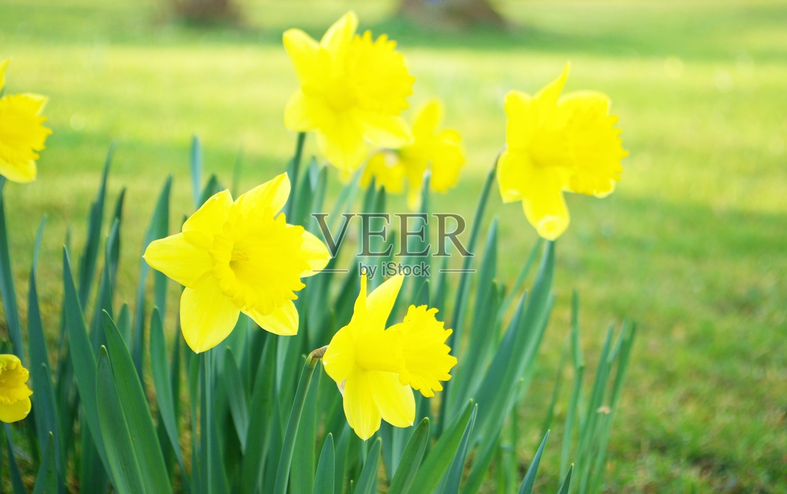 春天，草地上的黄色三月杯照片摄影图片