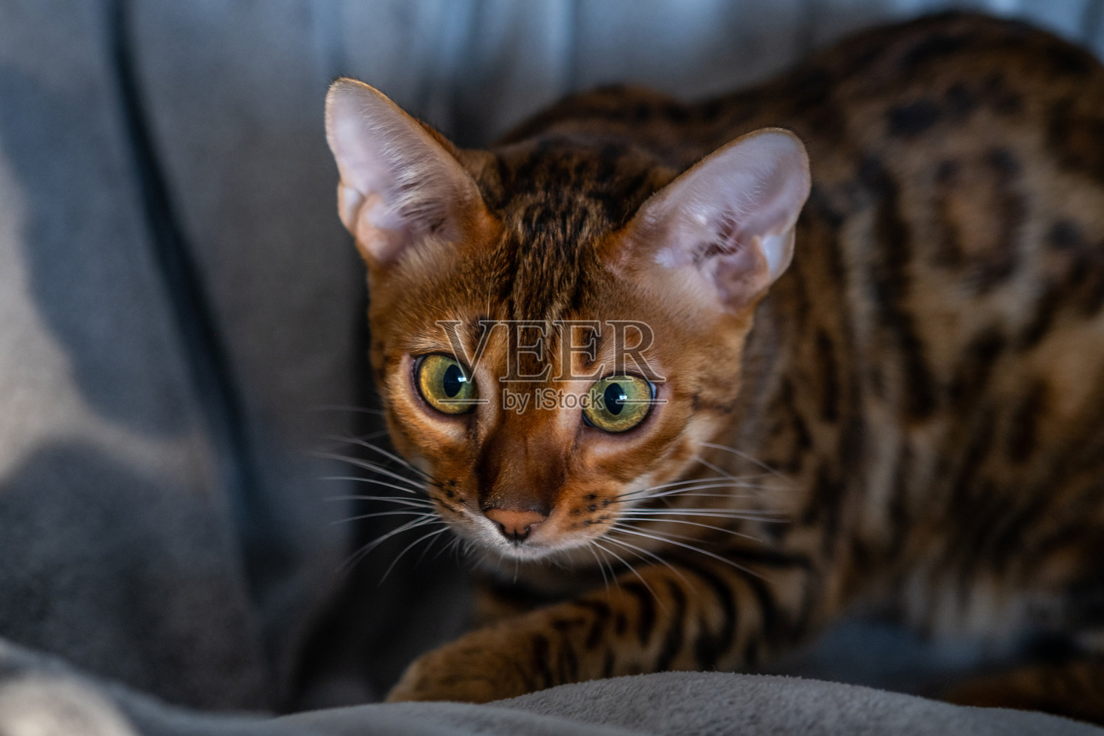 孟加拉猫的肖像，特写照片摄影图片