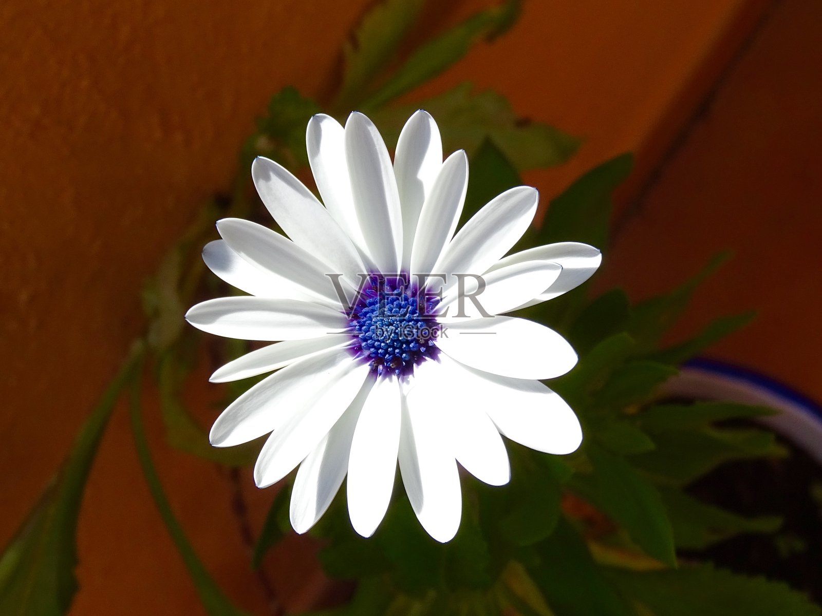 白色osteospermum花照片摄影图片